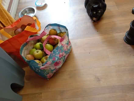 Photo of free Apples (Pailton CV23) #2