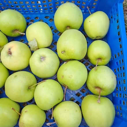 Photo of free Green eating apples (Orton Waterville) #3