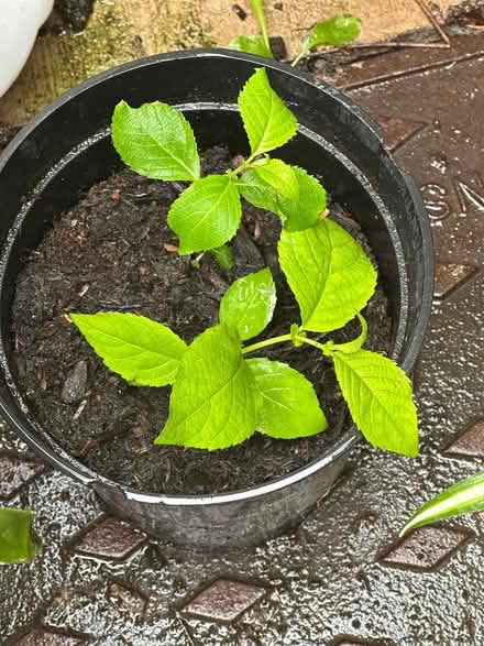 Photo of free Pussy Willow Saplings (Warwick CV34) #2