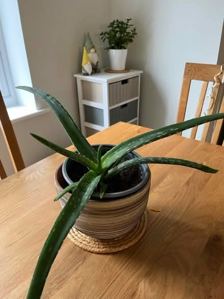Photo of free Aloe Vera plant (Waterloville) #1