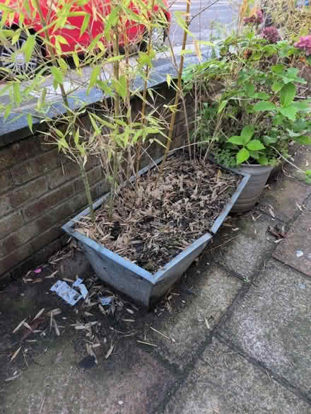 Photo of free 2 metal planters with bamboo (East Finchley N2) #2