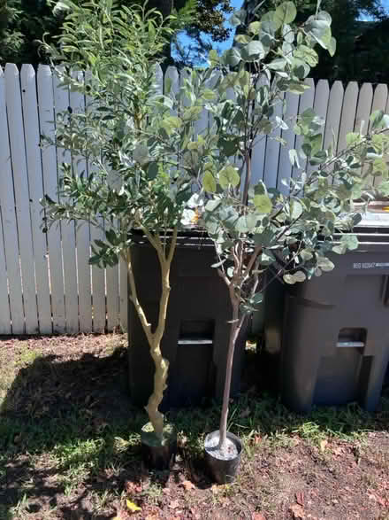 Photo of free 2 artificial plants/trees (Chesapeake Beach, MD) #1