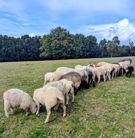 Photo of Grazing (Uckfield TN22 TN22) #1