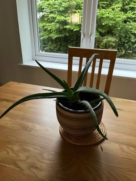 Photo of free Aloe Vera plant (Waterloville) #2