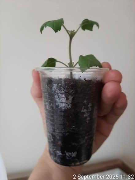 Photo of free Holy basil rooted cutting [tulsi] (Edgwarebury Lane) #1