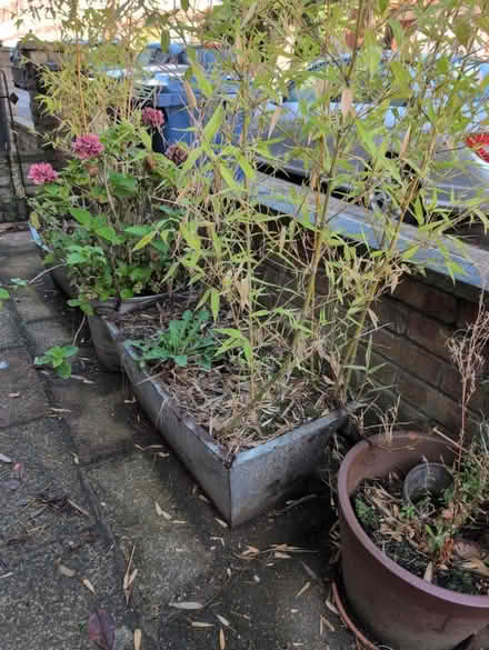Photo of free 2 metal planters with bamboo (East Finchley N2) #4