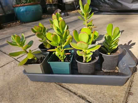 Photo of free Money plants (Boulton Moor DE24) #1