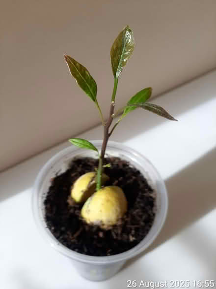 Photo of free Avocado plant 12×6cm (height×spread (Edgwarebury Lane) #1