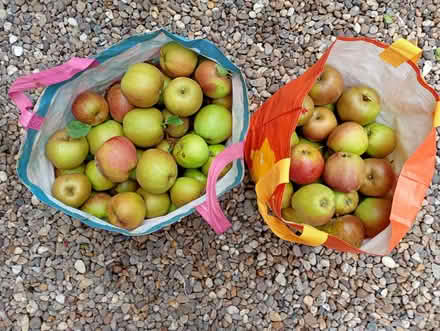 Photo of free Apples (Pailton CV23) #1