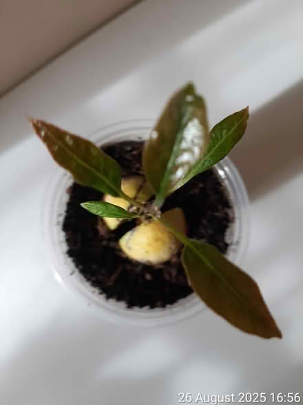 Photo of free Avocado plant 12×6cm (height×spread (Edgwarebury Lane) #3
