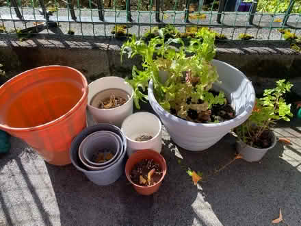 Photo of free Gardening supplies (Sefton Park, L8) #1