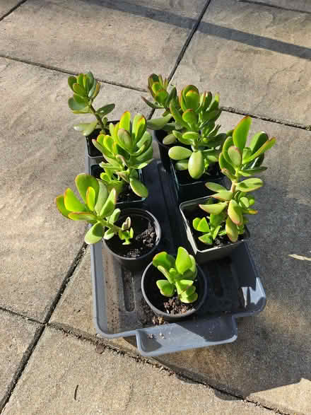 Photo of free Money plants (Boulton Moor DE24) #2