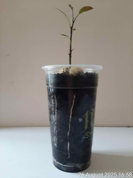 Photo of free Avocado plant 12×6cm (height×spread (Edgwarebury Lane) #2