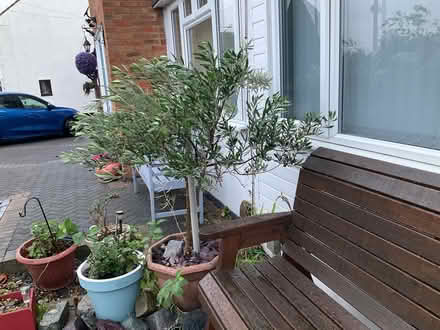 Photo of free Olive tree (Stanford-Le-Hope SS17) #1