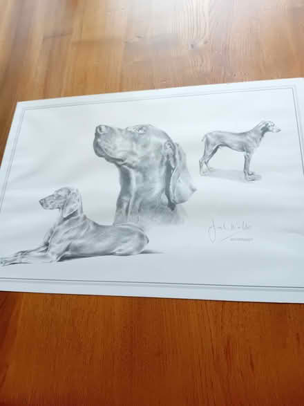 Photo of free Large print of a Weimaraner by Joel Kirk (Hillingdon UB10) #1