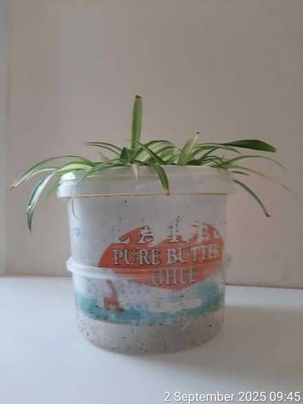 Photo of free 8×'Ocean' spider plant in container (Edgwarebury Lane) #2