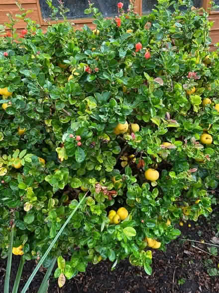 Photo of free Quinces (Nox SY5) #1