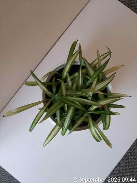 Photo of free 8×'Ocean' spider plant in container (Edgwarebury Lane) #3