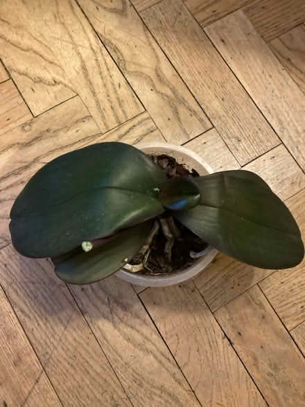Photo of free Orchid plant (SW16 Norbury, Green Lane) #1