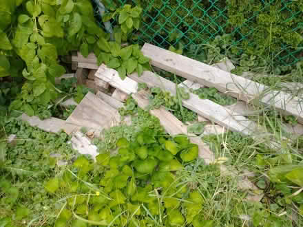 Photo of free 50 bricks and wood (60193) #3