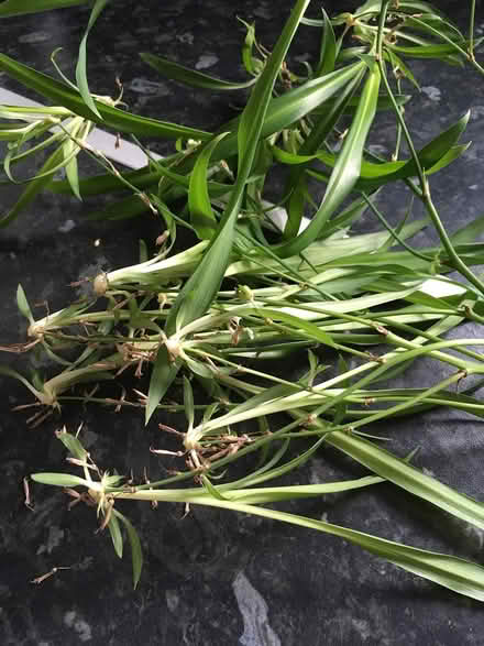 Photo of free Spider plant babies (Near Old Street Station) #1