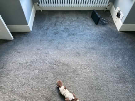 Photo of free Carpet good condition (Swavesey) #3