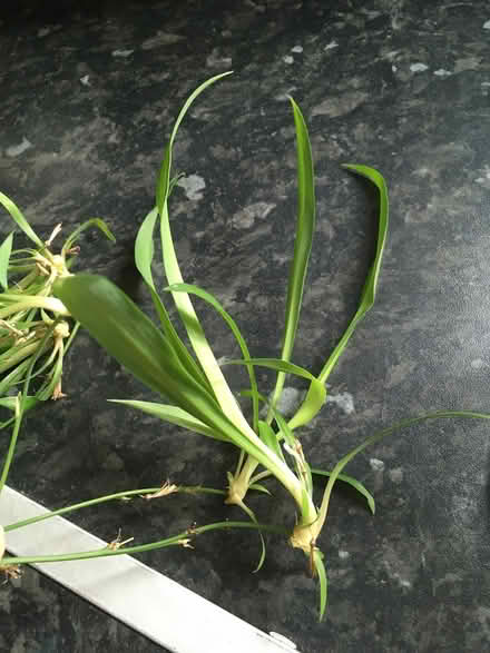 Photo of free Spider plant babies (Near Old Street Station) #2