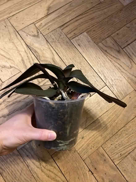 Photo of free Orchid plant (SW16 Norbury, Green Lane) #2