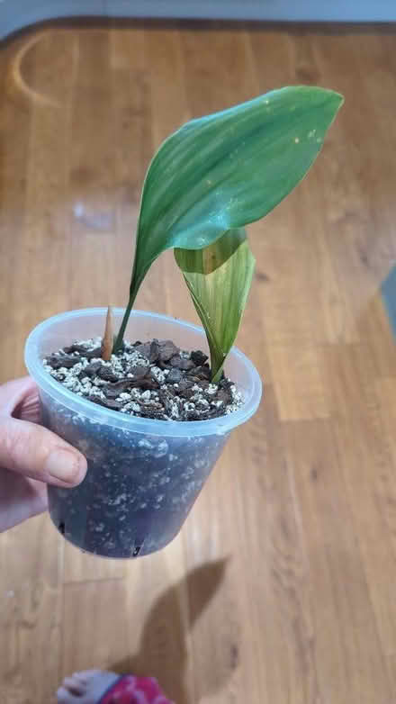 Photo of free 3 Houseplants, 2 succulents & an aspidistra (Westgate LA3) #3