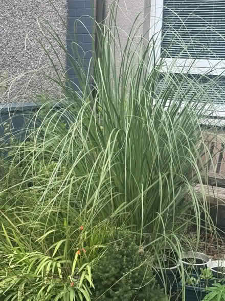 Photo of free Pampas grass (Glenrothes KY7) #1