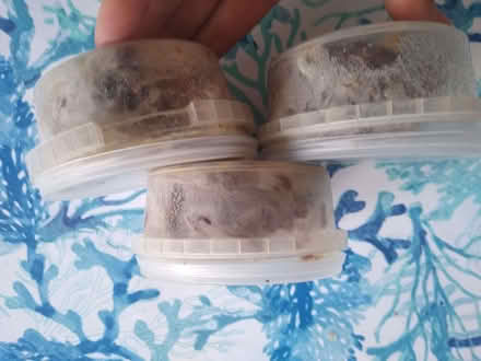 Photo of free Cooked Lambs Liver (DA12) #3