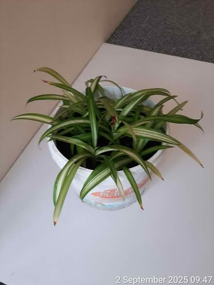 Photo of free 8×'Ocean' spider plant in container (Edgwarebury Lane) #1