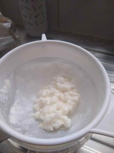 Photo of free Kefir grains (Newtown RG1) #1