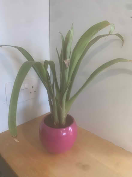 Photo of free House plant (West Reading RG1) #1