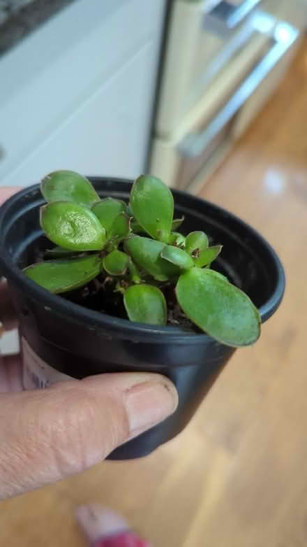 Photo of free 3 Houseplants, 2 succulents & an aspidistra (Westgate LA3) #1