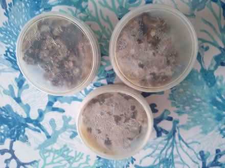 Photo of free Cooked Lambs Liver (DA12) #2