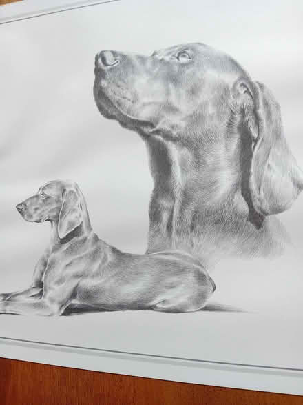 Photo of free Large print of a Weimaraner by Joel Kirk (Hillingdon UB10) #2