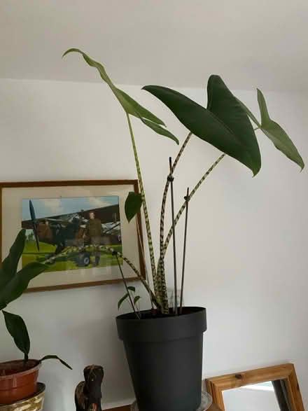 Photo of free Elephant Ear Plant (Chippenham SN15) #1