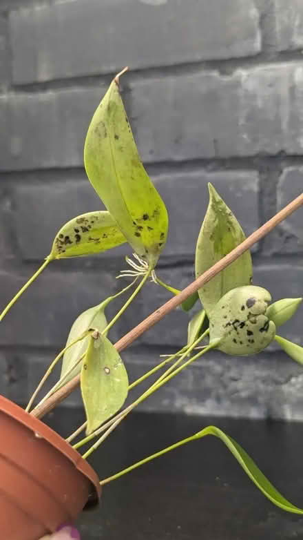 Photo of orchids (Westside B1) #1