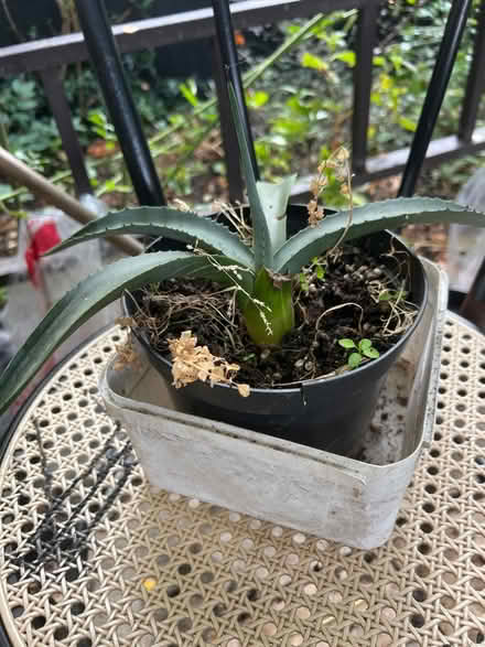 Photo of free Spiky plant (Bethnal Green E1) #2