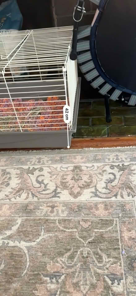 Photo of free guinea pig cage & supplies (Adams Morgan) #1