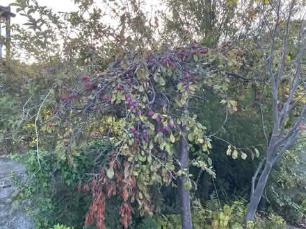 Photo of free Plums for jam? (Dysart KY1) #1