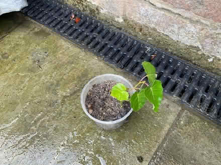Photo of free Birch seedling (Worlds End Burgess Hill) #1