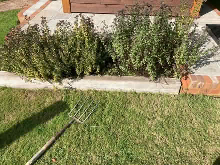 Photo of free Oregano and marjoram (Worlds End Burgess Hill) #1