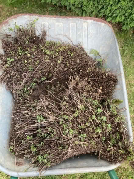 Photo of free Oregano and marjoram (Worlds End Burgess Hill) #2