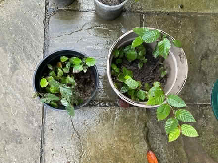 Photo of free Hornbeam seedlings (Worlds End Burgess Hill) #1