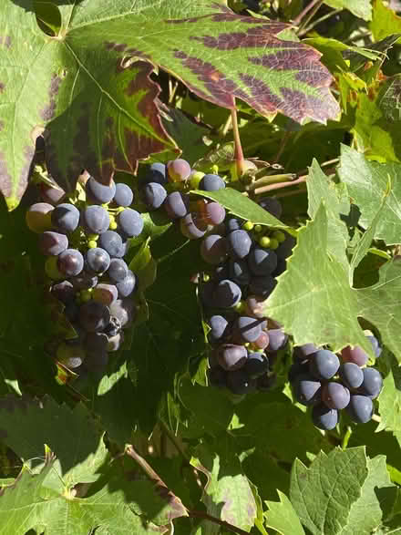 Photo of free PYO Grapes for Winemaking (Prestwood HP16) #1