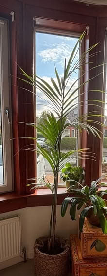 Photo of free Tall plants (Portobello EH15) #2