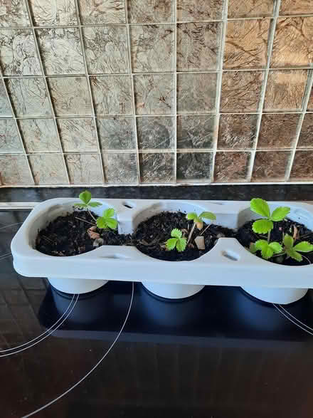 Photo of free 3 Alpine Strawberry plants (Morden SM4) #3