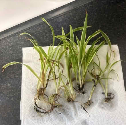 Photo of free 8 baby spider plants (Brentford TW8) #1